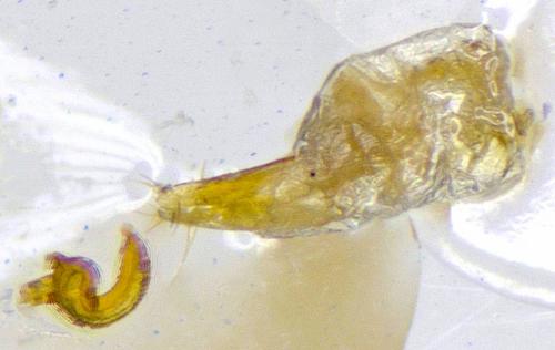 Heteromeira damryi